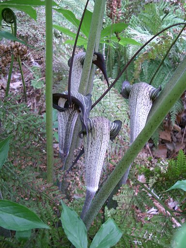 〜マムシ草〜