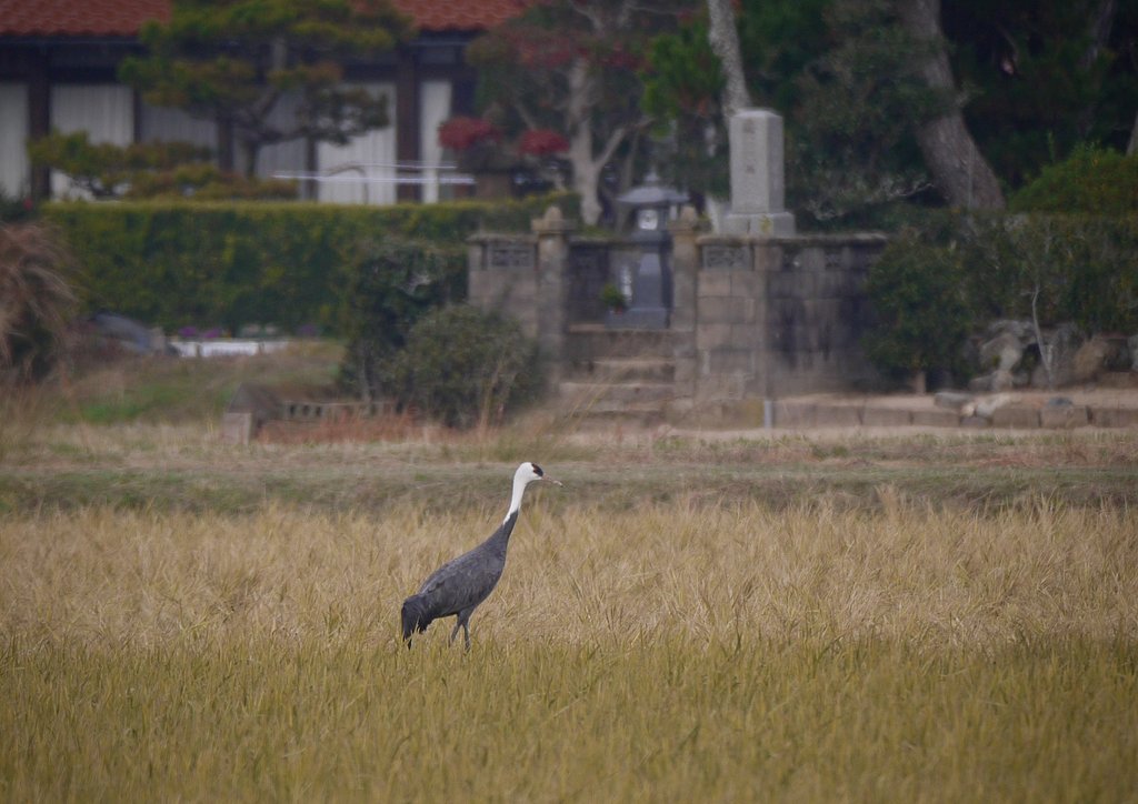 ナベズル