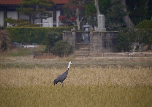 ナベズル