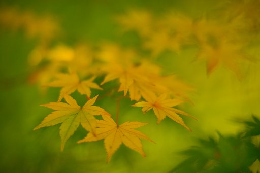 今年は痛んでいない葉を