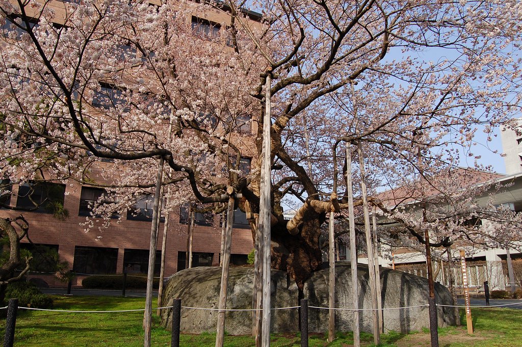 盛岡の石割桜