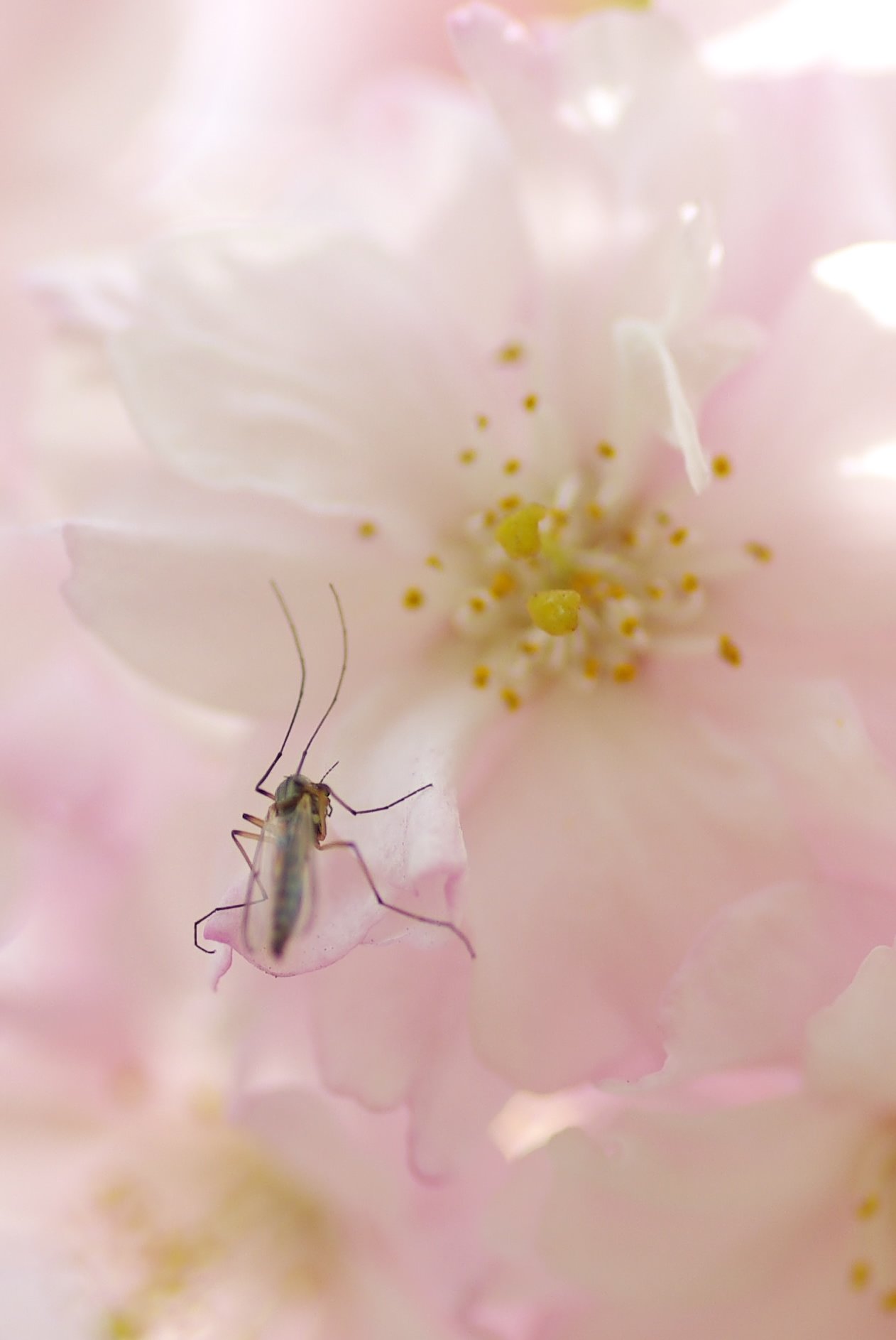 おいらの花見
