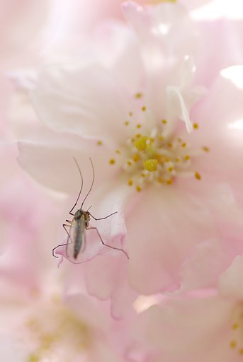 おいらの花見