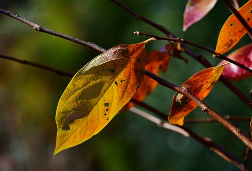紅葉