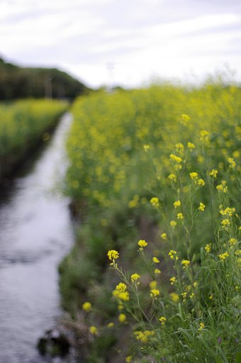 【緑】ドブ川に咲く花