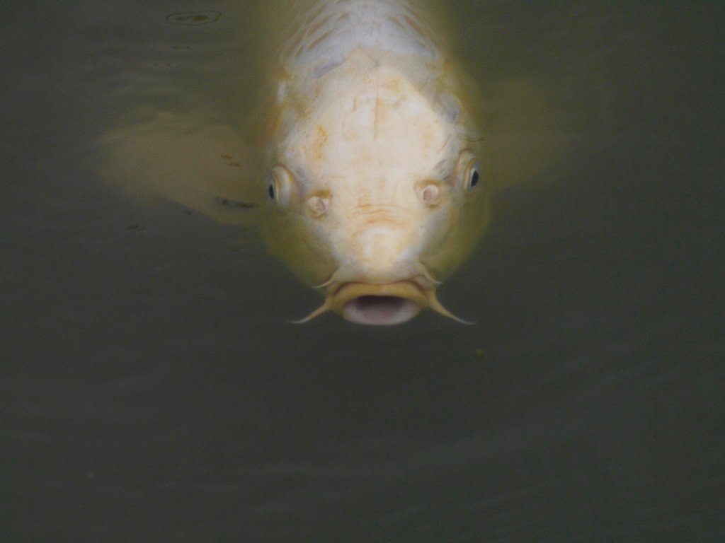 鯉