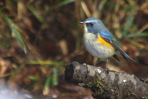 青い鳥