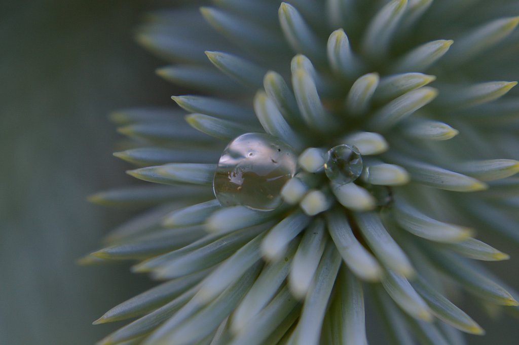 Two drops of water