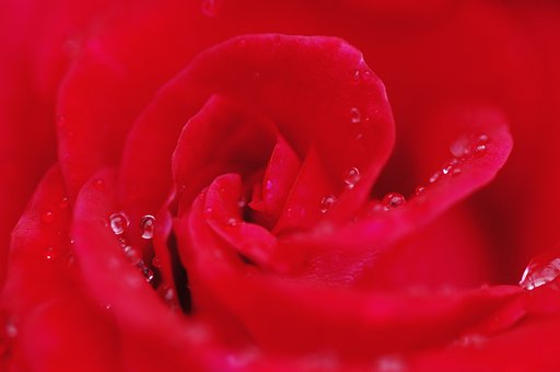 薔薇