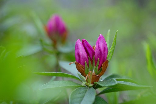 庭のツツジも間もなく開花です