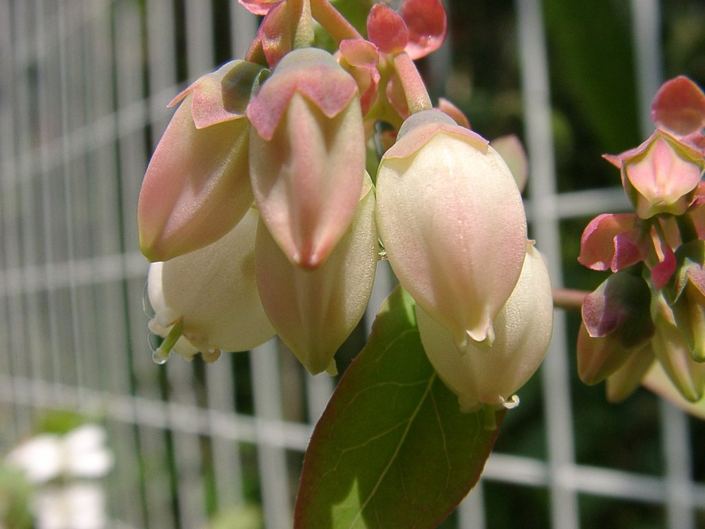 ブルーベリーの花