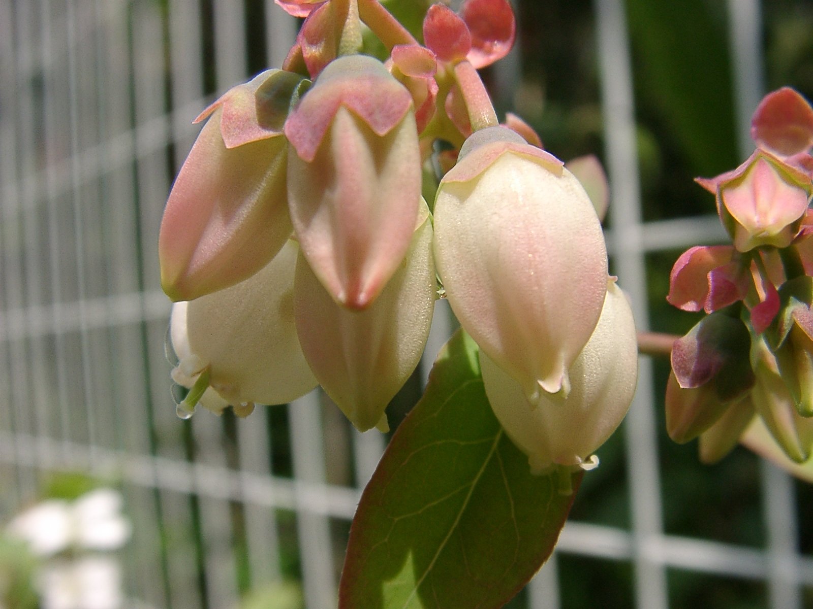 ブルーベリーの花