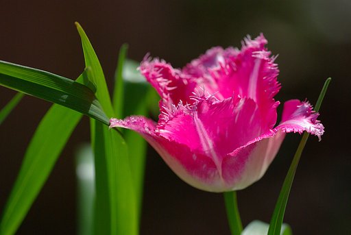 SIGMA 180mm 1:3.5 APO MACRO DG