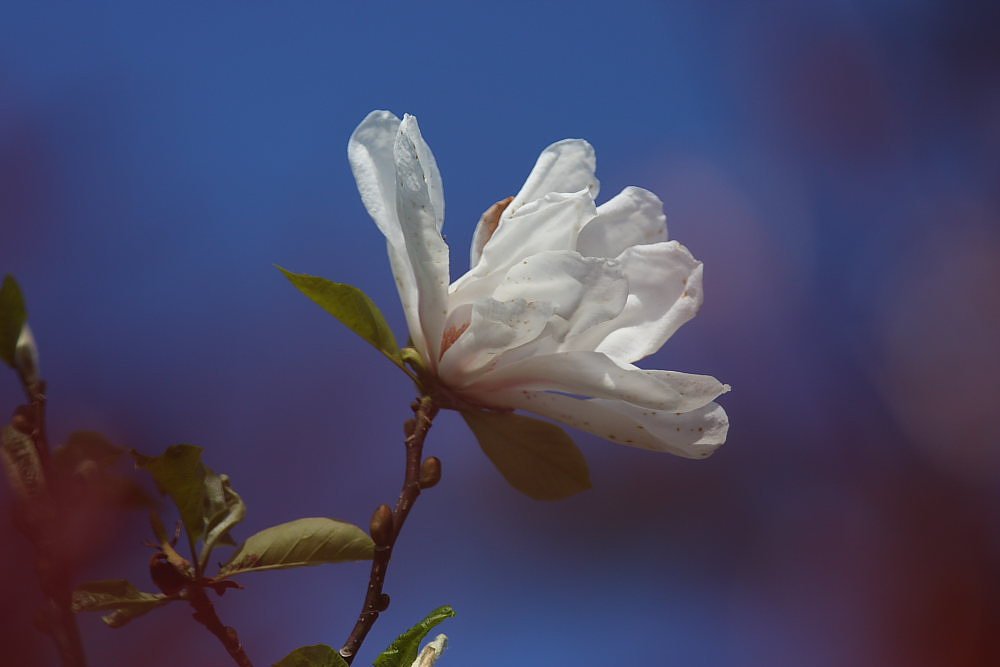 こぶしの花