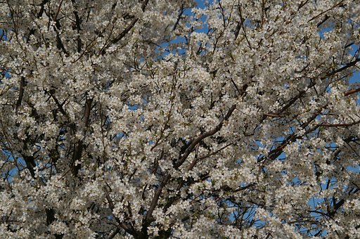 Flowers cherry