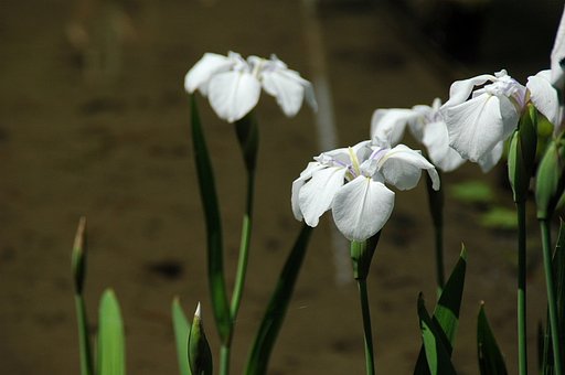 カキツバタ