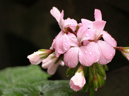 【植】雨の日に