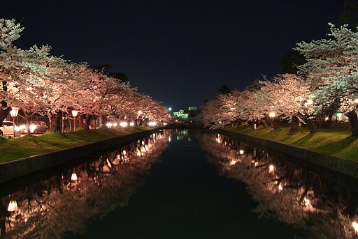 夜桜