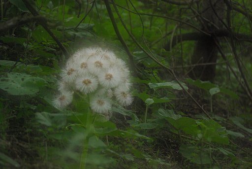 岩手の春：　蕗…幽玄