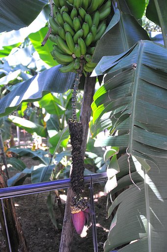 banana