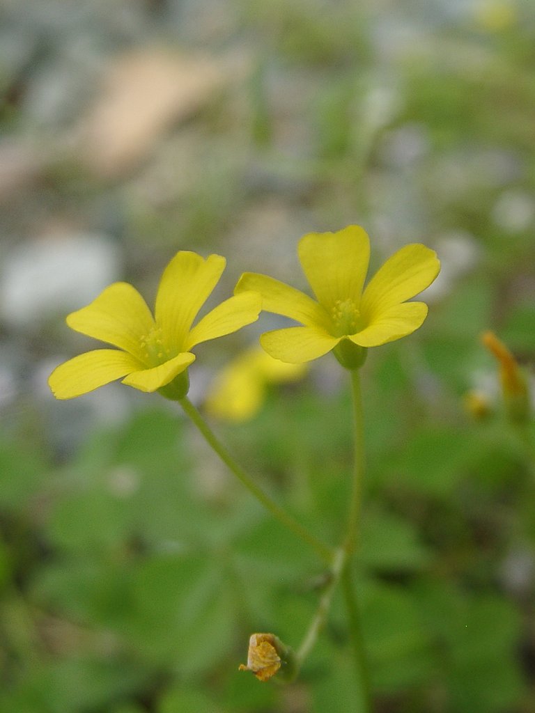 雑草シリーズ⑥