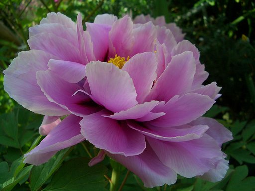 華やかに・・