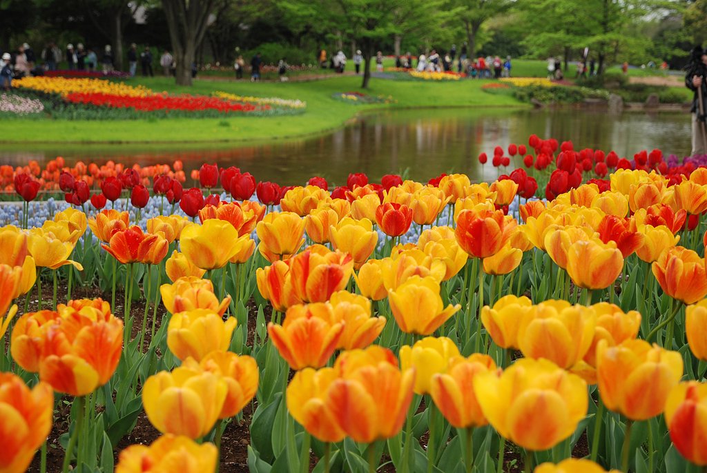Flower Fes.