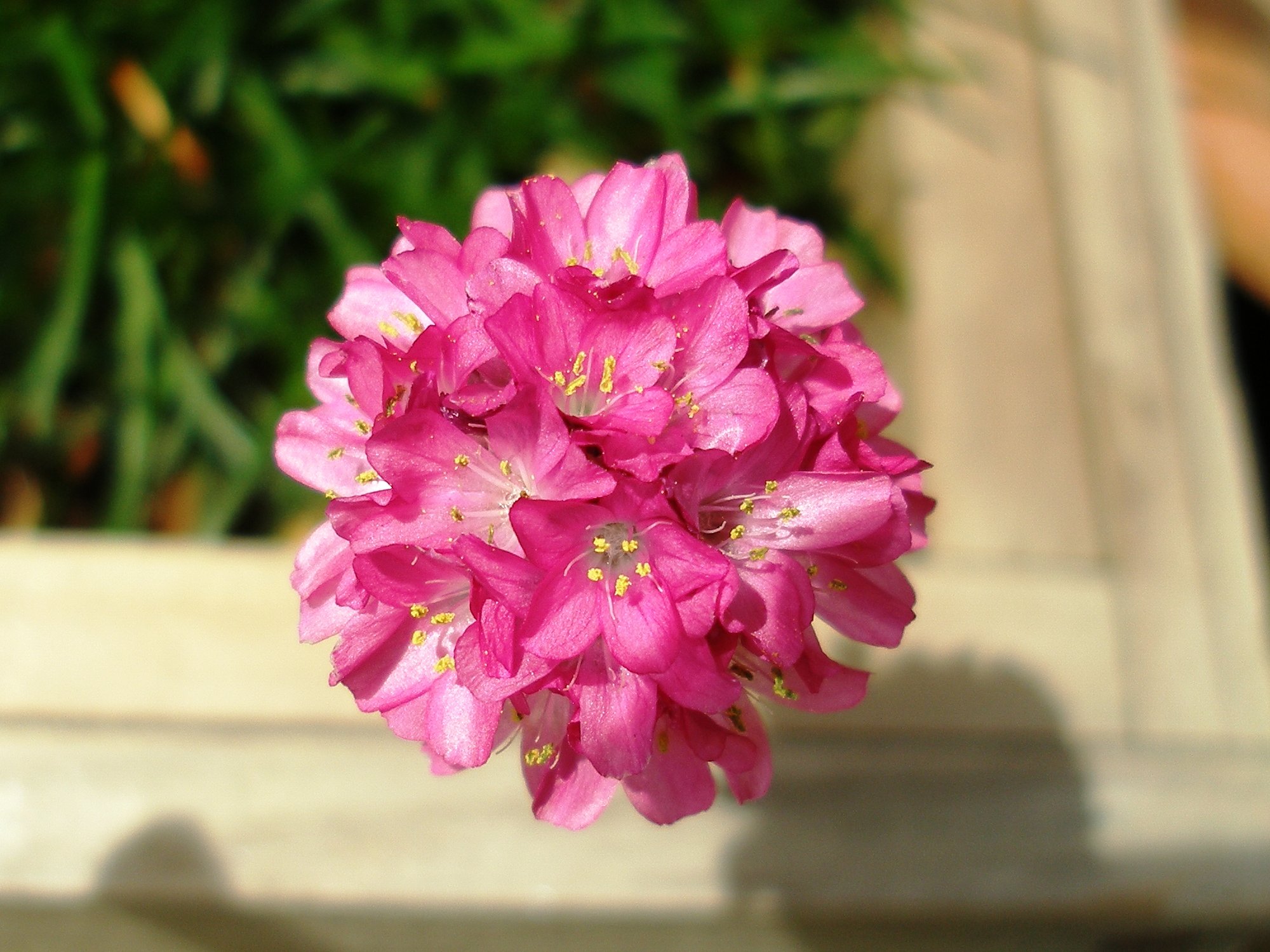 【植】花の玉