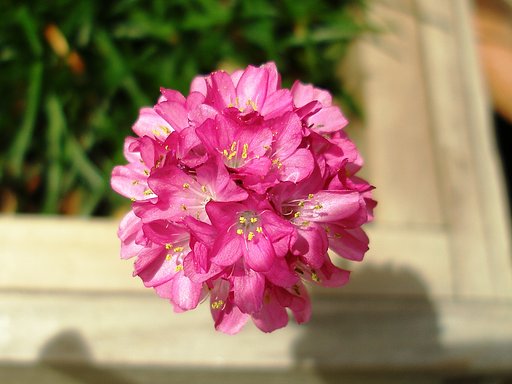 【植】花の玉
