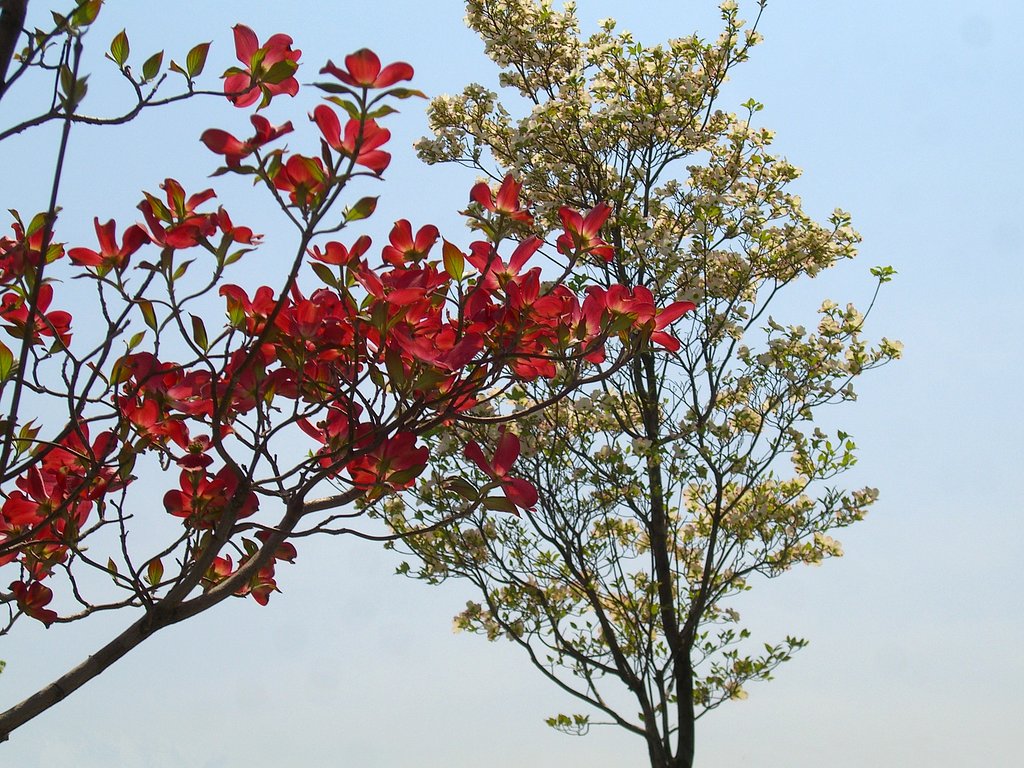 紅白