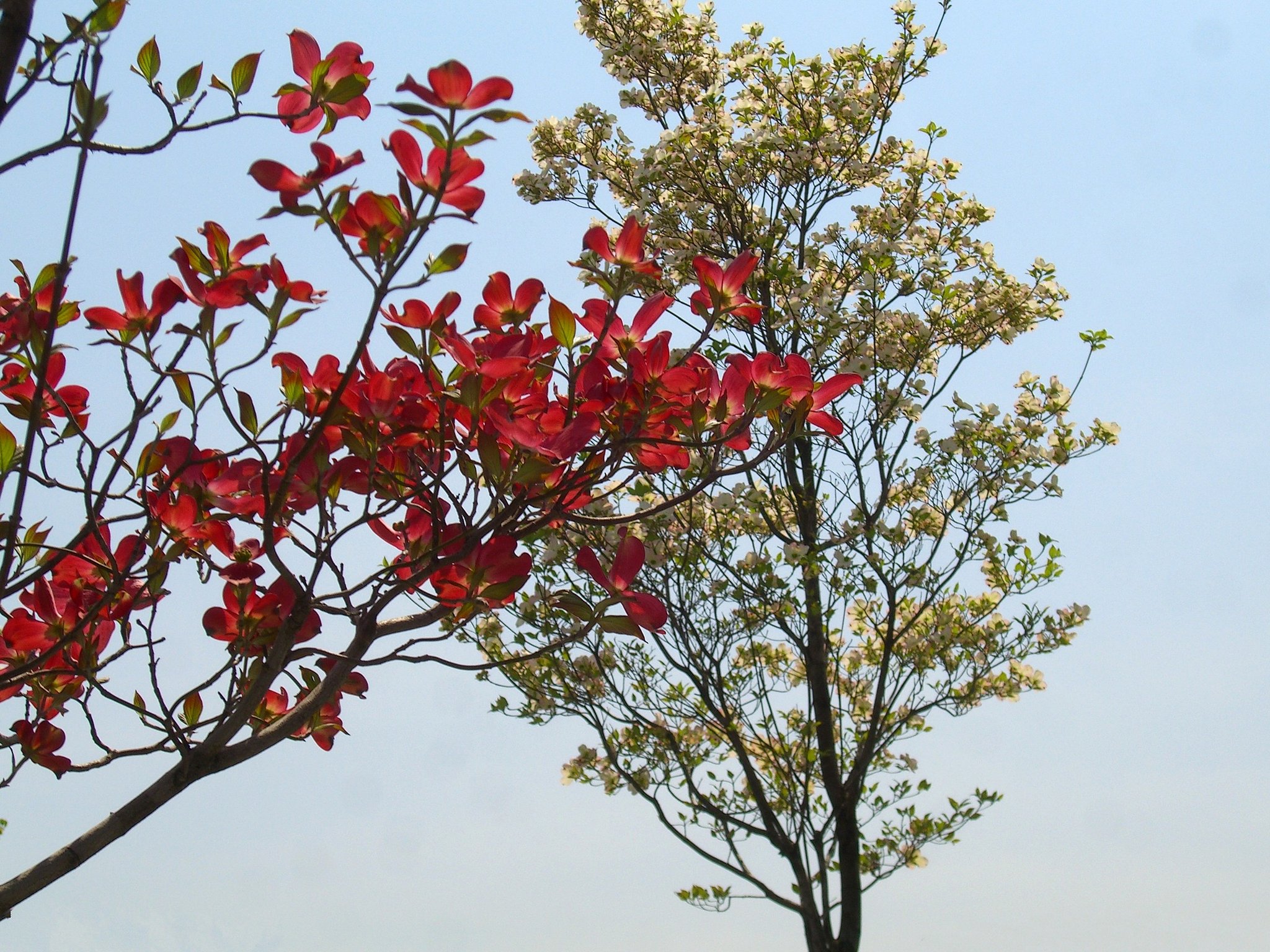 紅白