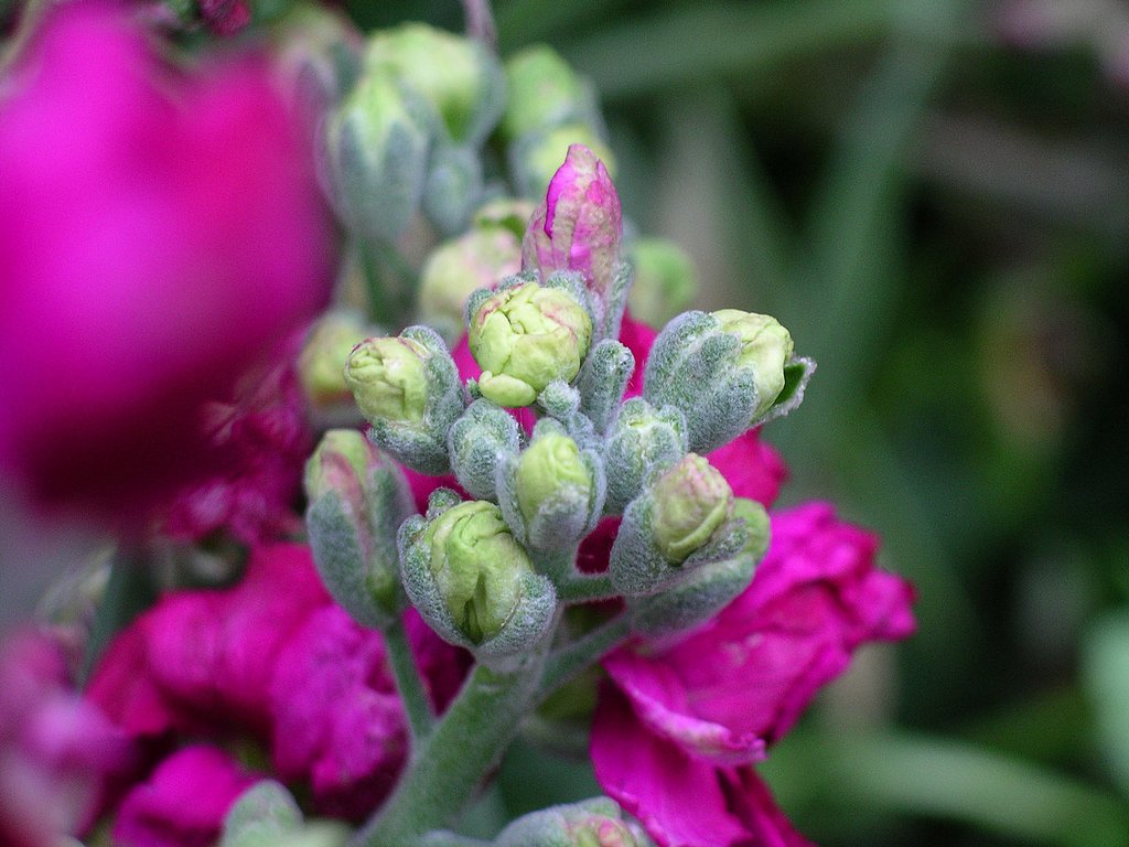 【緑】の蕾