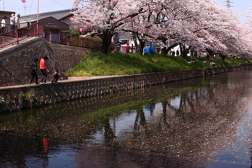 桜散策