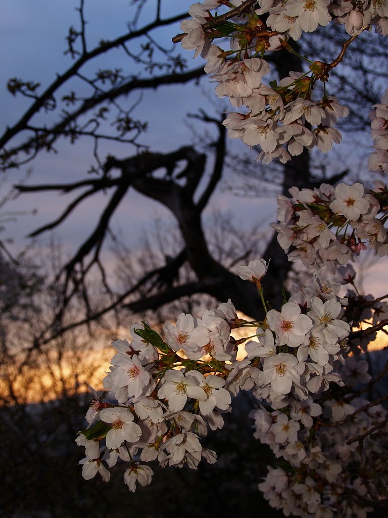 龍のいる夕暮れ
