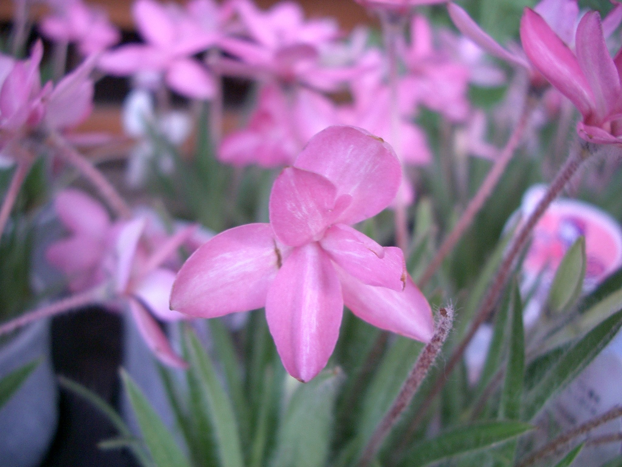 売り場の花-1