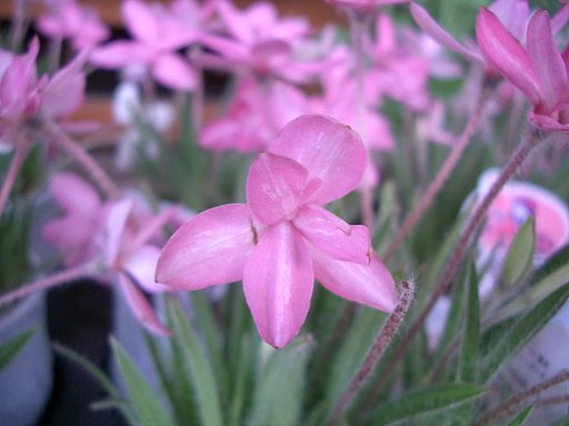 売り場の花-1
