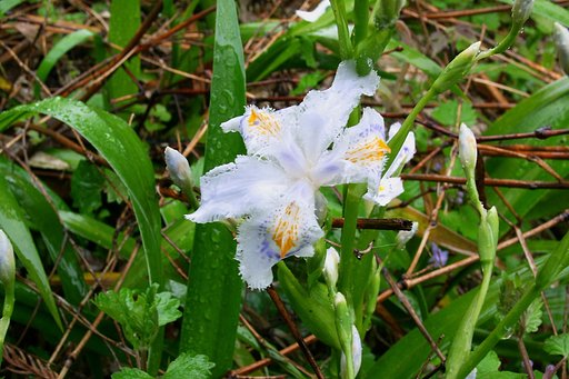 雨に打たれたシャガ