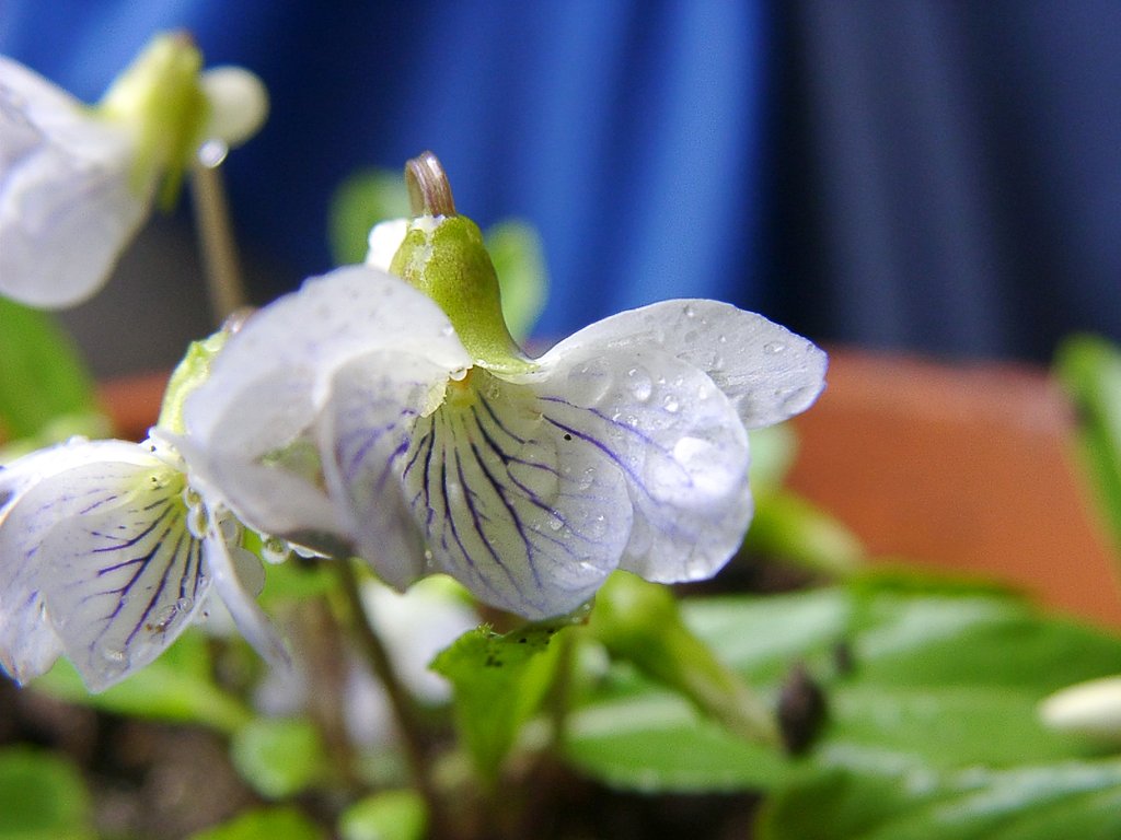 鉢植えの白花スミレ
