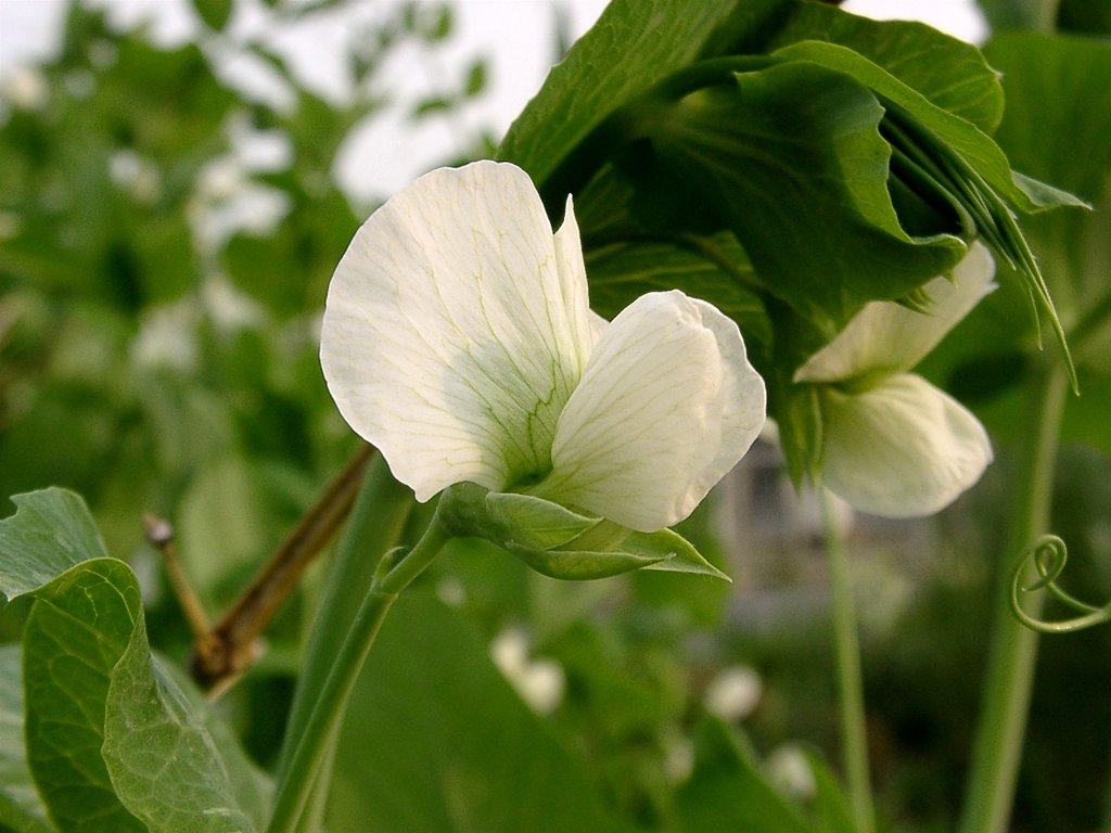 エンドウの花