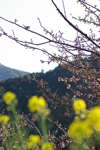 河津桜