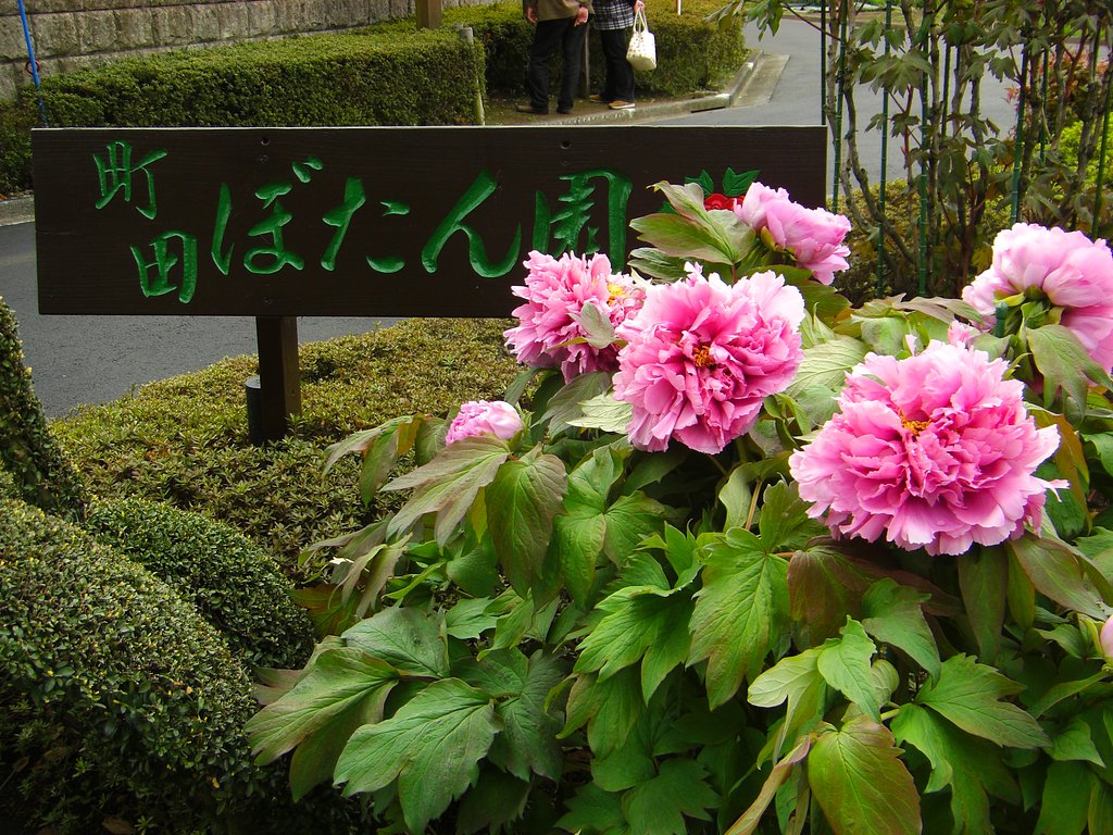 牡丹の花、そろそろ開花
