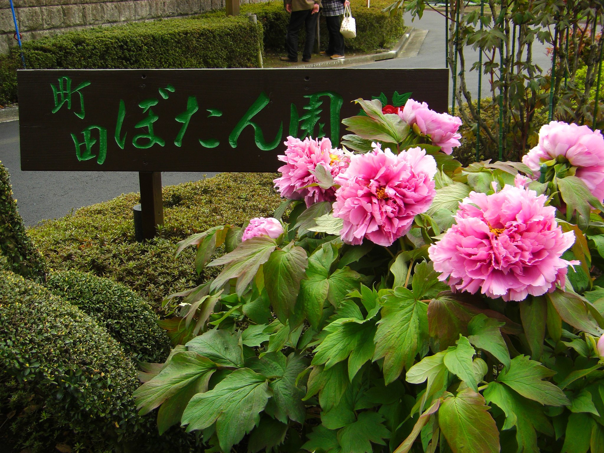 牡丹の花、そろそろ開花