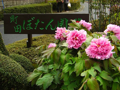 牡丹の花、そろそろ開花