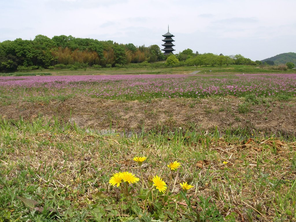 蒲公英と五重塔