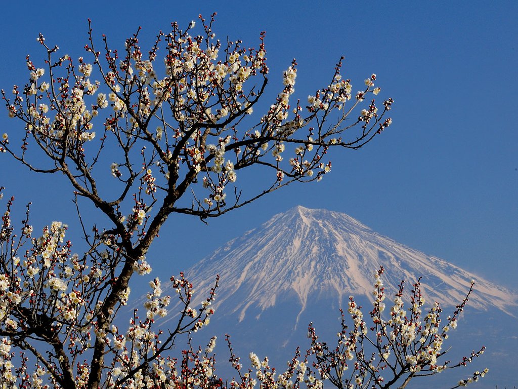 白梅
