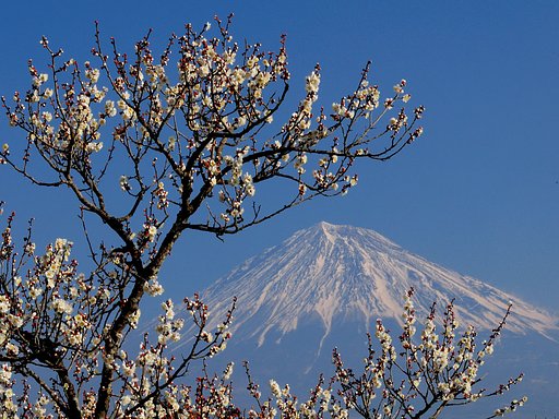 白梅