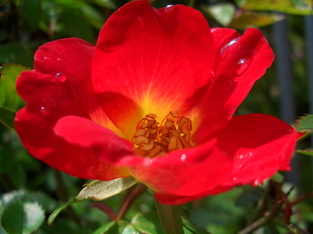バラが咲いた♪バラが咲いた♪♪