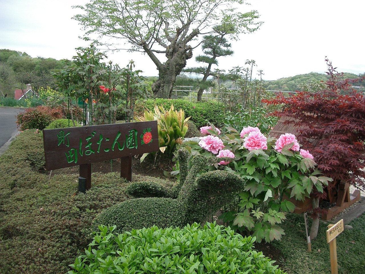 〜町田牡丹園〜