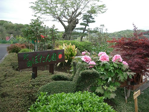 〜町田牡丹園〜