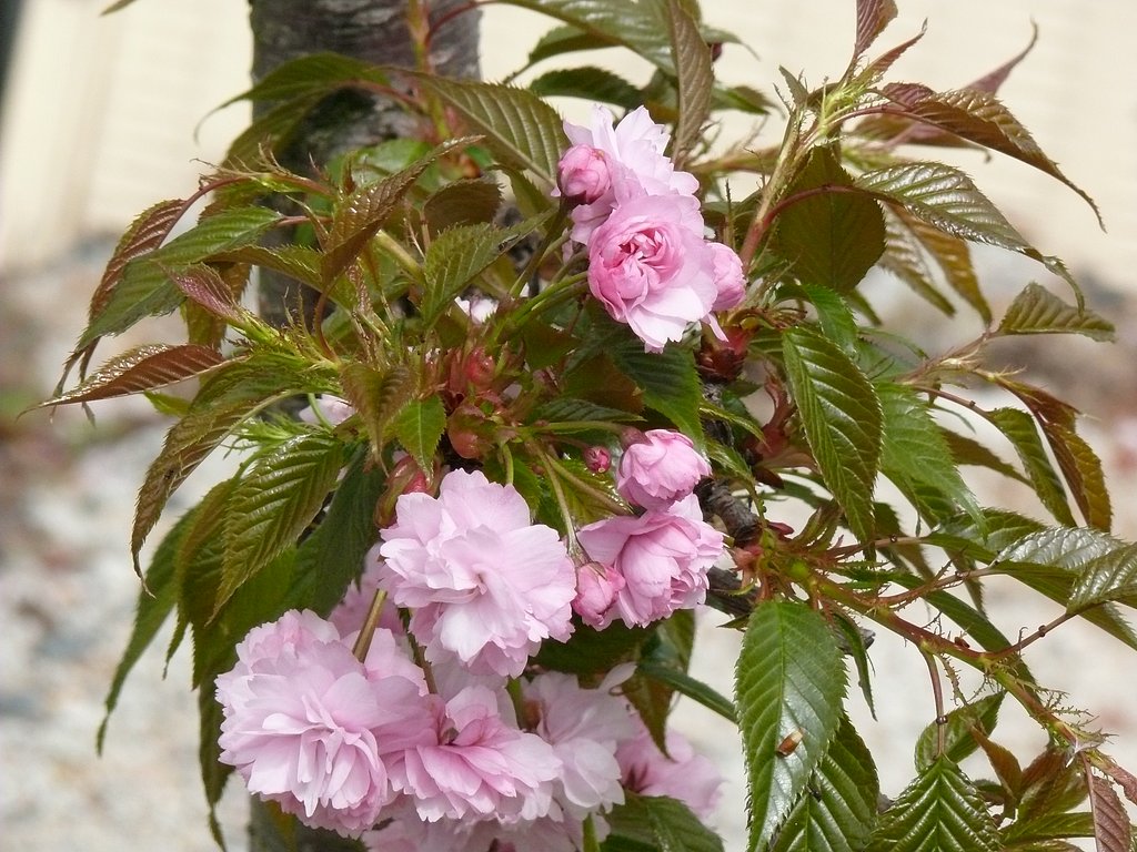【緑】桜